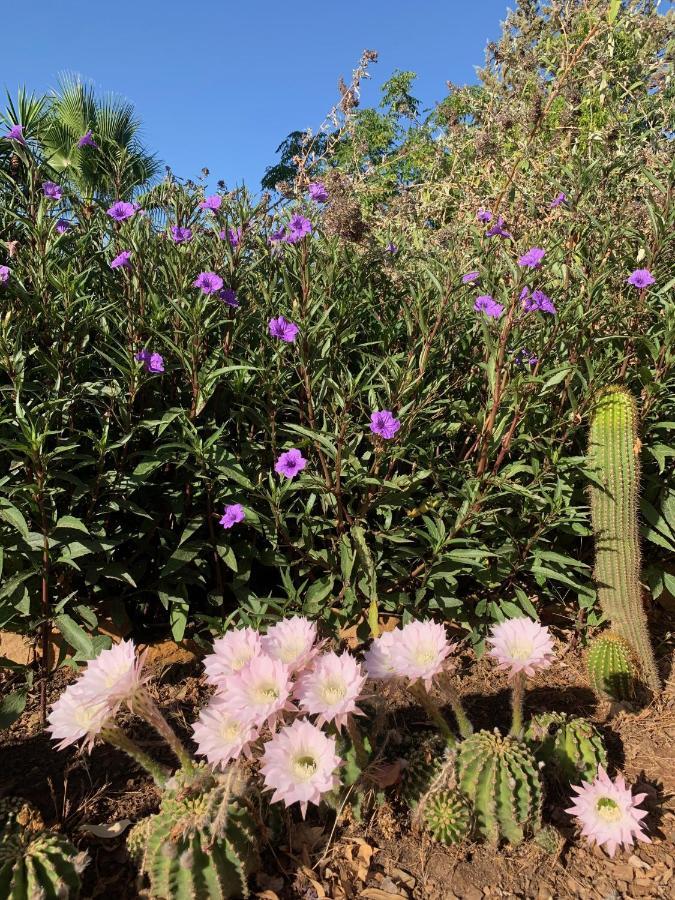 アロラ La Barranca De La Barca Bed & Breakfast エクステリア 写真